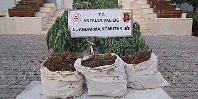 Jandarmadan kenevir ve skunk operasyonu