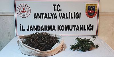 Jandarmadan uyuşturucu operasyonu