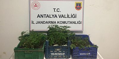 Jandarmadan yasadışı kenevir ekimine operasyon