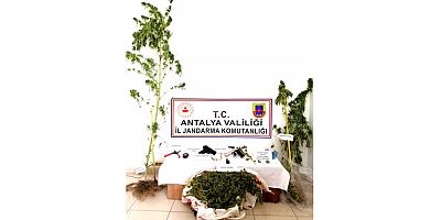 Jandarmadan yasadışı kenevir ekimine operasyon