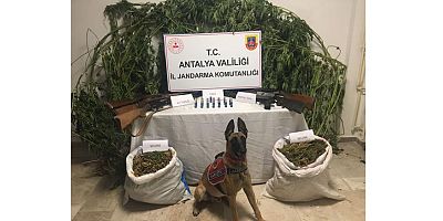 Jandarmadan zehir tacirlerine operasyon