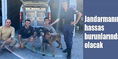 Jandarmanın hassas burunlarından olacak