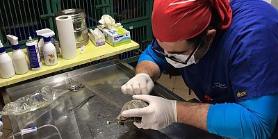 Kabuğu kırılan kaplumbağa