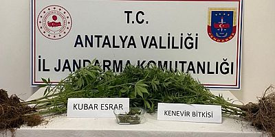 Kaçak kenevir ekimine operasyon