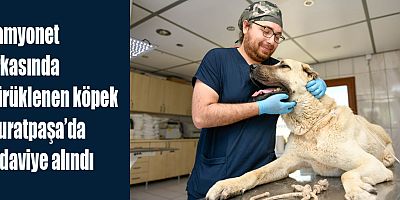 Kamyonet arkasında sürüklenen köpek Muratpaşa’da tedaviye alındı