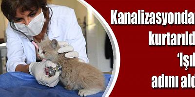 Kanalizasyondan kurtarıldı