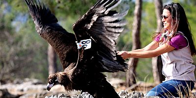 Kara Akbaba özgürlüğe kanat çırptı