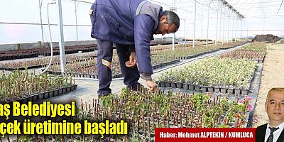 Kaş Belediyesi çiçek üretimine başladı