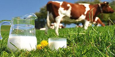 Kasım'da toplanan inek sütü miktarı arttı