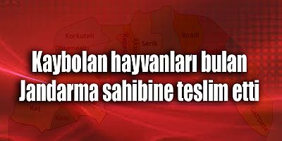 Kaybolan hayvanları bulan Jandarma sahibine teslim etti