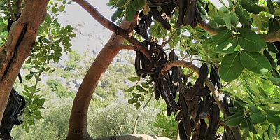 Keçiboynuzu’ndan 30 milyon TL’lik ekonomik katkı