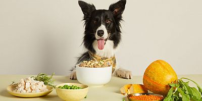 Kedi - köpek maması girişimi