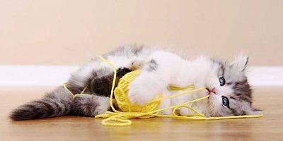 Kedi ve köpeklerin yuttuğu yabancı cisimler hayatlarını riske edebilir!