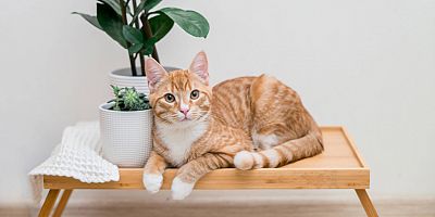 Kediniz Sık Sık Kusuyor ve Sindirim Problemi Yaşıyorsa Megakolon Olmuş Olabilir!