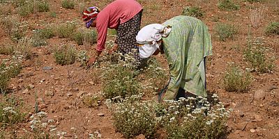 Kekik Cenneti Türkiye’den 69 milyon dolarlık ihracat  