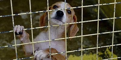 Kemer Belediyesi can dostlarımızın yanında