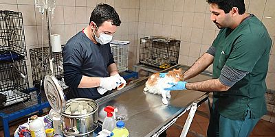 Kemer Belediyesi “Can dostlarına” sahip çıkıyor