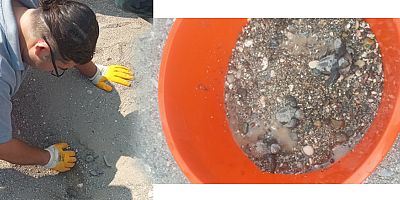 Kemer Belediyesi caretta carettaları denizle buluşturdu