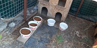 Kemer Belediyesi, ilçe genelindeki kedilerin beslemelerine devam ediyor