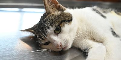 Kemer Belediyesi’nden hayvanlara yardım eli