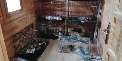 Kemer Belediyesi'nden sokak hayvanlarına kısırlaştırma