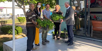 Kemer Belediyesi'nden vatandaşlara sebze fidesi desteği