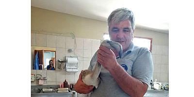 Kemer Belediyesi'nden yaralı flamingoya yardım eli