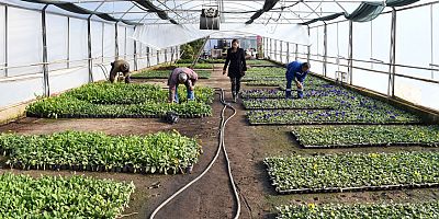 Kemer Belediyesi'ne ait seralarda çiçek üretimleri hızla devam ediyor