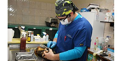 Kemer Belediyesi sokak hayvanlarını korumaya devam ediyor