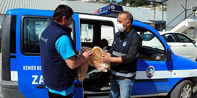 Kemer Belediyesi vatandaşlara ekmek götürüyor