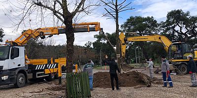 Kemer Belediyesi yeşil alanlardaki çalışmalarına devam ediyor