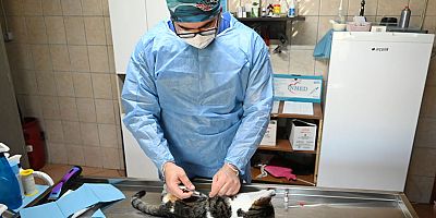 Kemer’de 1.425 sokak hayvanı kısırlaştırıldı