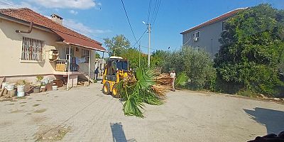 Kemer’de budama çalışmaları 