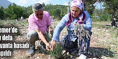 Kemer'de ilk defa lavanta hasadı yapıldı
