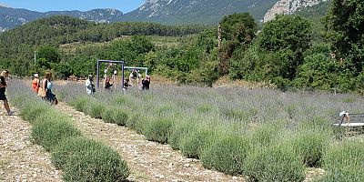 Kemer’de lavanta hasadı