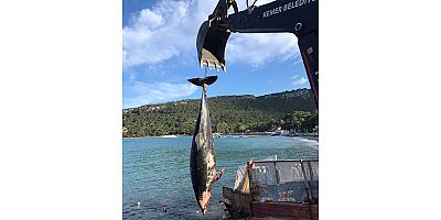 Kemer’de ölü yunus balığı sahile vurdu