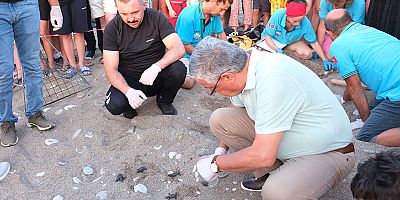 Kemer’de son 30 yılın caretta caretta rekoru bekleniyor 
