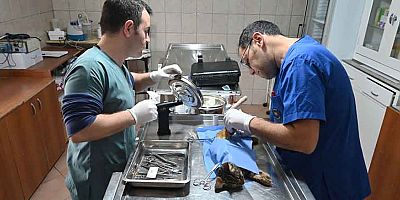 Kemer’de Temmuz ayında 175 hayvan kısırlaştırıldı