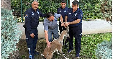 Kemer’de yaralı bulunan dağ keçisi tedavi altına alındı