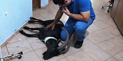 Kemer’de yaralı bulunan dağ keçisi tedaviye alındı