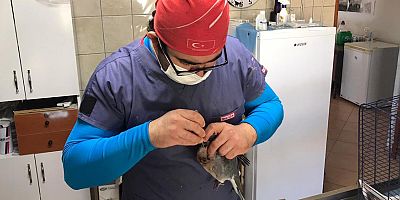 Kemer'de yaralı bulunan güvercin tedavi altına alındı