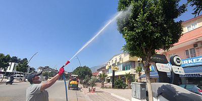 Kemer'deki ağaçlar zararlı böceklere karşı ilaçlanıyor