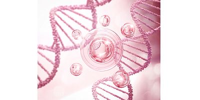 Kemikli Etlerde Bulunan Kolajen Proteini Yaşlanmayı Yavaşlatıyor