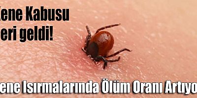 Kene Isırmaları Koronavirüs’ün önüne mi geçti?