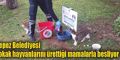 Kepez Belediyesi sokak hayvanlarını ürettiği mamalarla besliyor