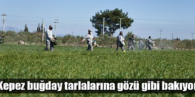 Kepez buğday tarlalarına gözü gibi bakıyor
