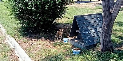 Kepez can dostlarına gözü gibi bakıyor