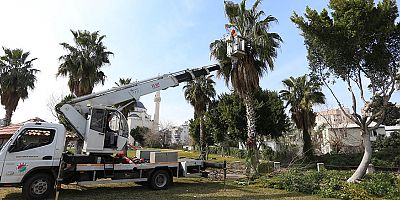 Kepez’de ağaç budama çalışmaları ilçe genelinde sürüyor