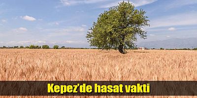 Kepez’de hasat vakti