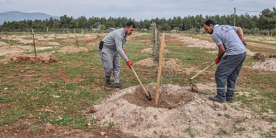 Kepez’den geleceğe zeytin yatırımı